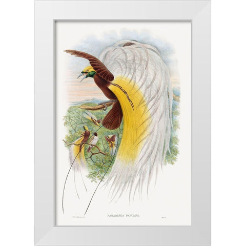 Paradisea Papuana-Papuana Bird of Paradise White Modern Wood Framed Art Print by Gould, John