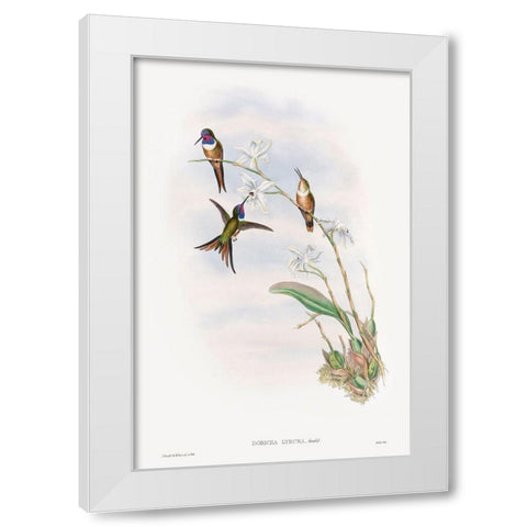 The family of hummingbirds White Modern Wood Framed Art Print by Gould, John