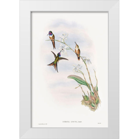 The family of hummingbirds White Modern Wood Framed Art Print by Gould, John