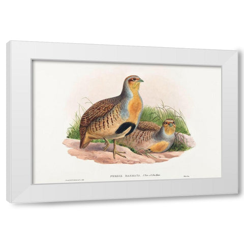 Perdix barbata-Daurian Partridge White Modern Wood Framed Art Print by Gould, John