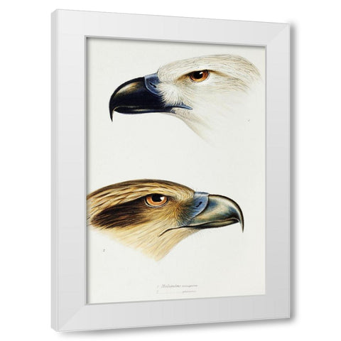 White-bellied sea eagle and Whistling kite White Modern Wood Framed Art Print by Gould, John