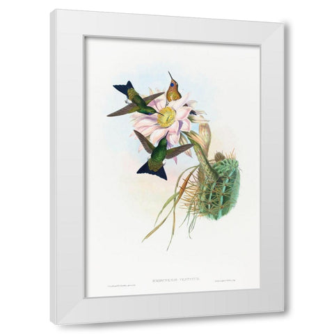 Eriocnemis vestitus-Glowing Puff-Leg White Modern Wood Framed Art Print by Gould, John
