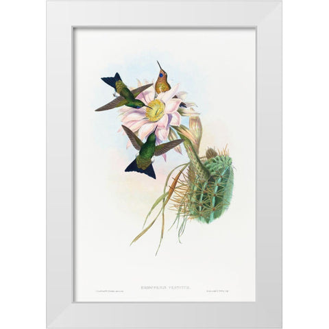 Eriocnemis vestitus-Glowing Puff-Leg White Modern Wood Framed Art Print by Gould, John