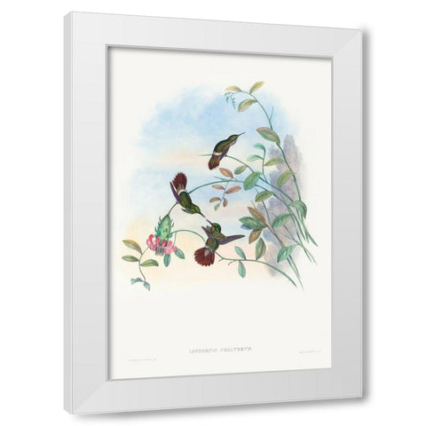 Lophornis chalybeus-Festive Coquette White Modern Wood Framed Art Print by Gould, John