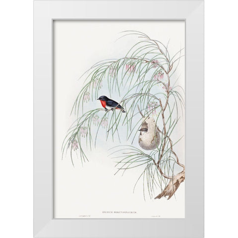Dicaeum Hirundinaceum-Swallow Diaeumby White Modern Wood Framed Art Print by Gould, John