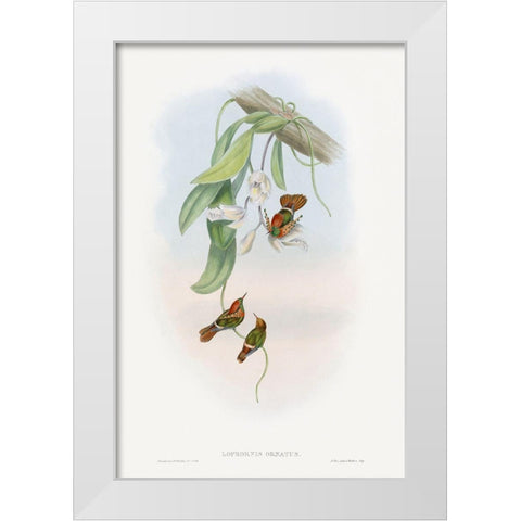 The family of hummingbirdsÂ  White Modern Wood Framed Art Print by Gould, John