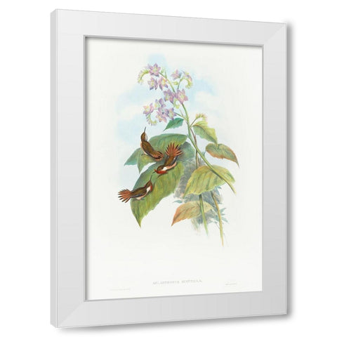 Selashorus scintilla-Scintillant Hummingbird White Modern Wood Framed Art Print by Gould, John