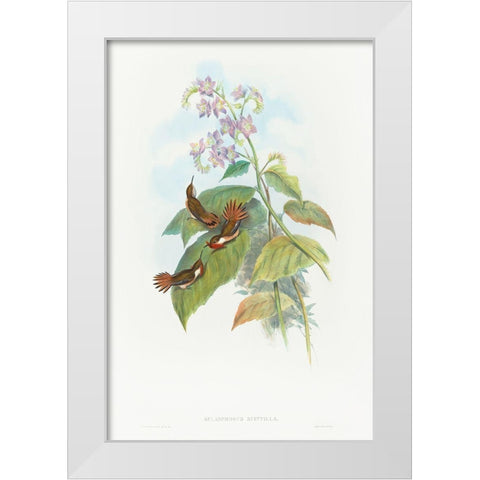 Selashorus scintilla-Scintillant Hummingbird White Modern Wood Framed Art Print by Gould, John