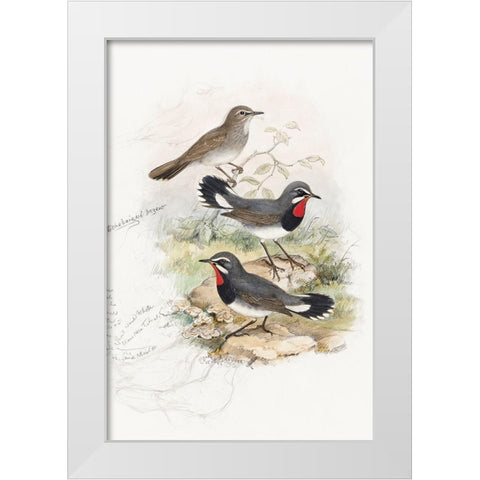 Calliope Tschebaiswi White Modern Wood Framed Art Print by Gould, John