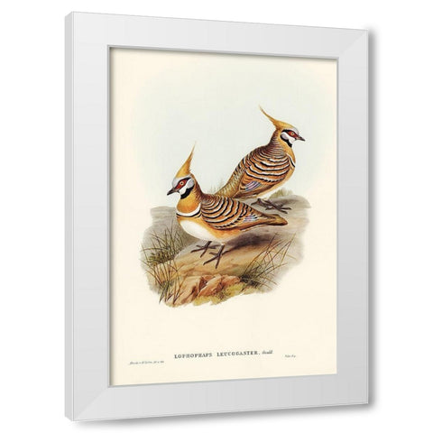 White-bellied Bronzewing-Lophophaps leucogaster White Modern Wood Framed Art Print by Gould, John
