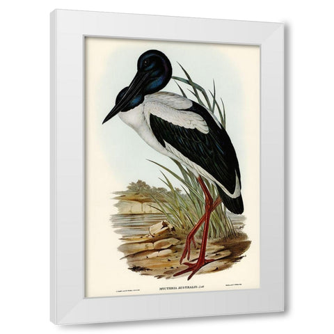 Australian Mycteria-Mycteria Australis White Modern Wood Framed Art Print by Gould, John