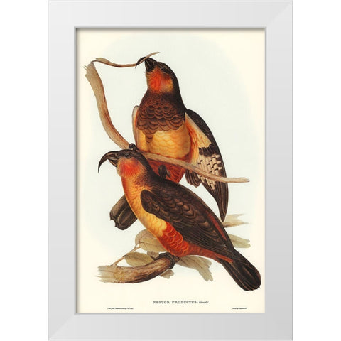 Philip Island Parrot-Nestor productus White Modern Wood Framed Art Print by Gould, John