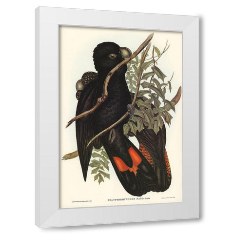 Western Black Cockatoo-Calyptorhynchus naso White Modern Wood Framed Art Print by Gould, John