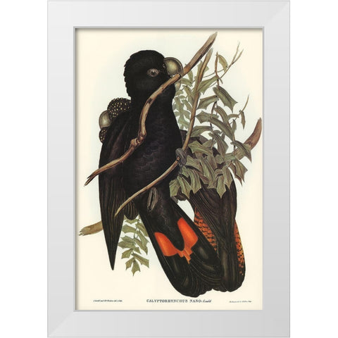 Western Black Cockatoo-Calyptorhynchus naso White Modern Wood Framed Art Print by Gould, John