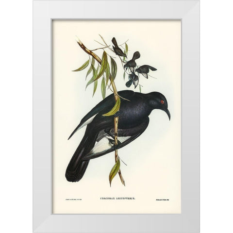 White-winged Chough-Corcorax leucopterus White Modern Wood Framed Art Print by Gould, John