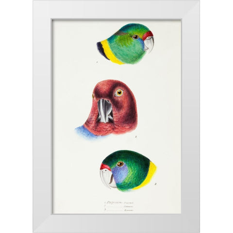 Mallee Ringneck-Maroon Shining Parrot and Australian ringneck White Modern Wood Framed Art Print by Gould, John