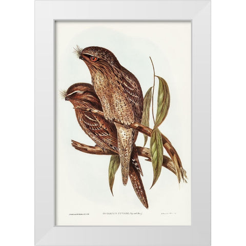 Tawny Frogmouth-Podargus Cuvieri White Modern Wood Framed Art Print by Gould, John