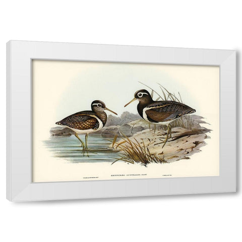 Australian Rhynchaea-Rhynchaea Australis White Modern Wood Framed Art Print by Gould, John