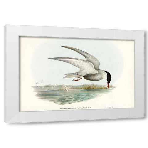 Marsh Tern-Hydrochelidon fluviatilis White Modern Wood Framed Art Print by Gould, John