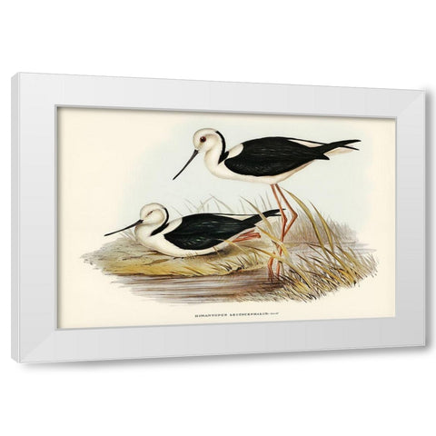 White-headed Stilt-Himantopus leucocephalus White Modern Wood Framed Art Print by Gould, John
