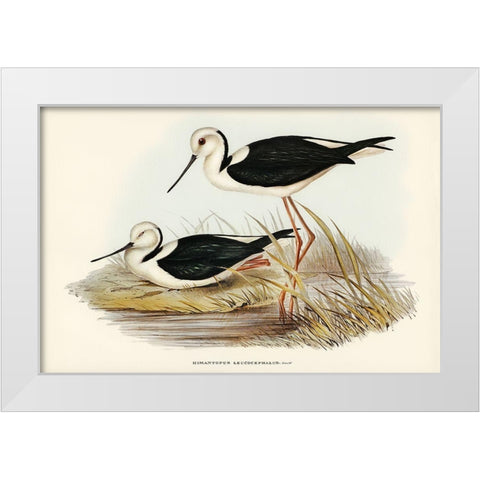 White-headed Stilt-Himantopus leucocephalus White Modern Wood Framed Art Print by Gould, John