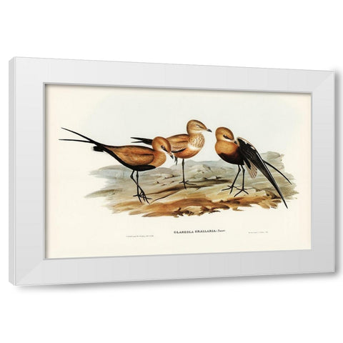 Australian Pratincole-Glareola grallaria White Modern Wood Framed Art Print by Gould, John