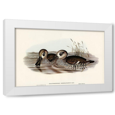 Membranaceous Duck-Malacorhynchus membranaceus White Modern Wood Framed Art Print by Gould, John