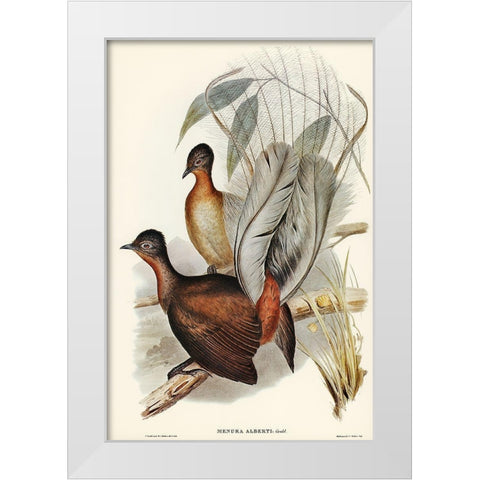 Albert Lyre-Bird-Menura Alberti White Modern Wood Framed Art Print by Gould, John