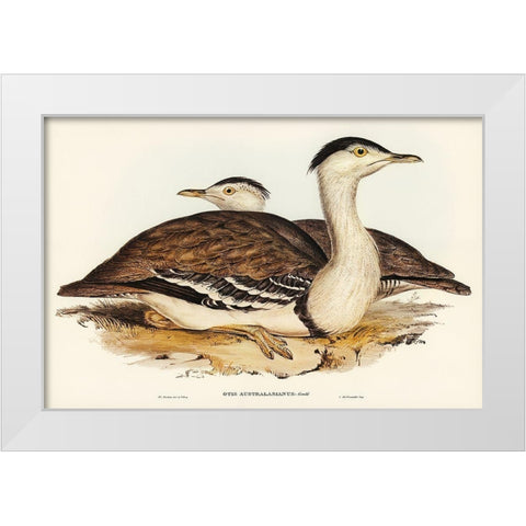 Australian Bustard-Otis Australasianus White Modern Wood Framed Art Print by Gould, John