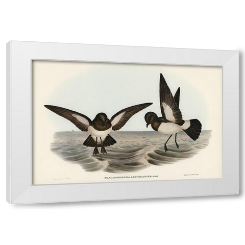 White-bellied Storm Petrel-Thalassidroma leucogaster White Modern Wood Framed Art Print by Gould, John