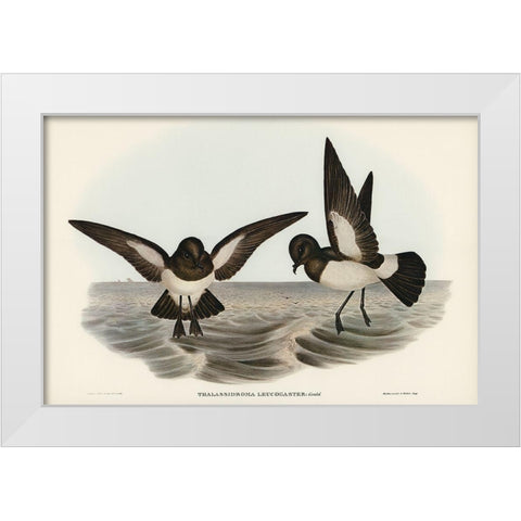 White-bellied Storm Petrel-Thalassidroma leucogaster White Modern Wood Framed Art Print by Gould, John