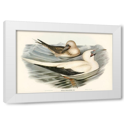 Red-legged Gannet-Sula piscator White Modern Wood Framed Art Print by Gould, John