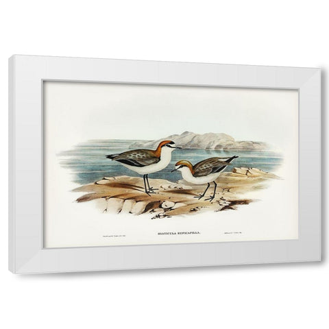 Red-capped Dottrel-Hiaticula ruficapilla White Modern Wood Framed Art Print by Gould, John