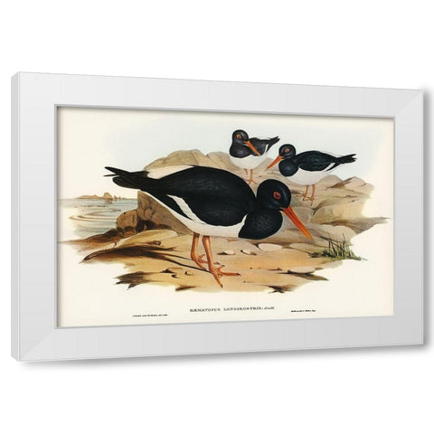 White-breasted Oyster-Catcher-Haematopus longirostris White Modern Wood Framed Art Print by Gould, John
