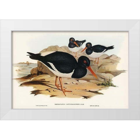 White-breasted Oyster-Catcher-Haematopus longirostris White Modern Wood Framed Art Print by Gould, John