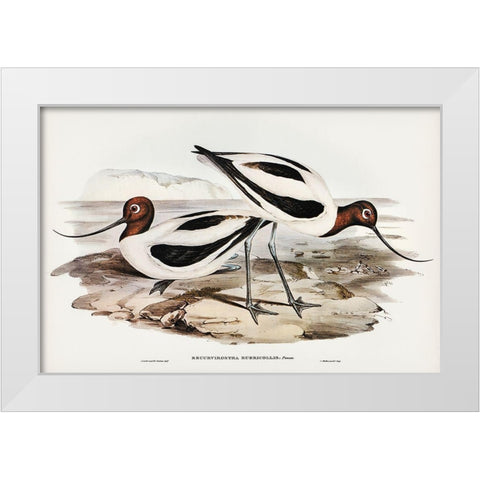 Red-necked Avocet-Recurvirostris rubricollis White Modern Wood Framed Art Print by Gould, John