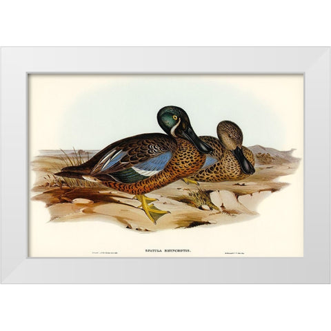 Australian Shoveller-Spatula Rhynchotis White Modern Wood Framed Art Print by Gould, John