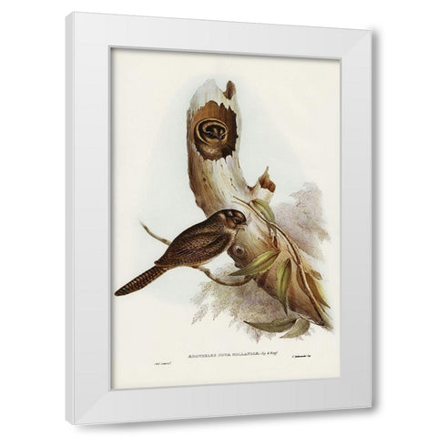 Owlet Nightjar-Aegotheles nova-hollandie White Modern Wood Framed Art Print by Gould, John