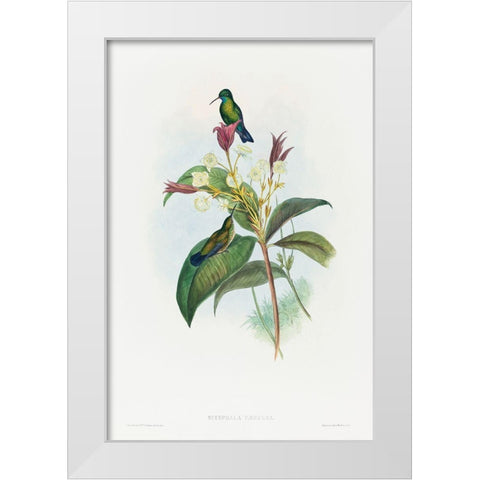 Eucephala caerulea-Blue-chinned Sapphire White Modern Wood Framed Art Print by Gould, John