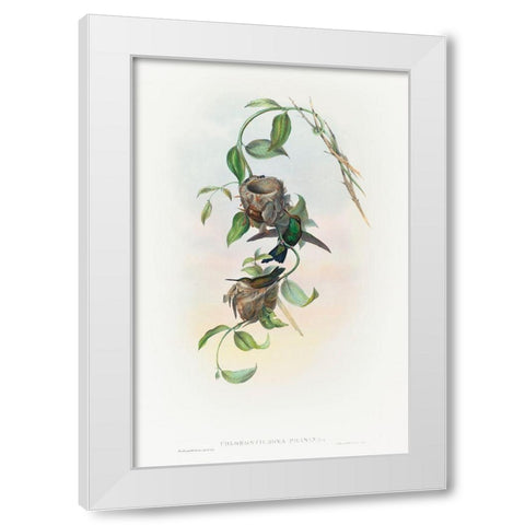 Chlorostilbona prasina-Puncherans Emerald White Modern Wood Framed Art Print by Gould, John