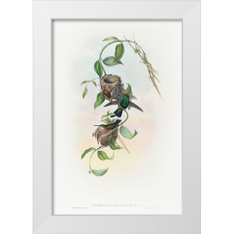 Chlorostilbona prasina-Puncherans Emerald White Modern Wood Framed Art Print by Gould, John