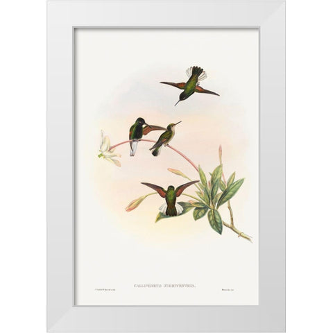 Callipharus nigriventris-Black-bellied Hummingbird White Modern Wood Framed Art Print by Gould, John