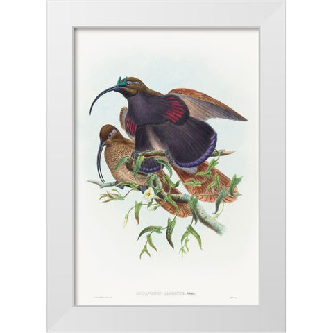 Drepanornis albertisi-Black-billed Sicklebill Bird of Paradise White Modern Wood Framed Art Print by Gould, John