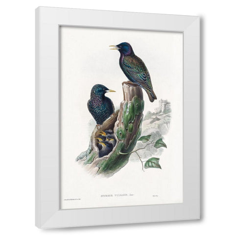 The birds of Great Britain-Sturnur Vulgaris White Modern Wood Framed Art Print by Gould, John
