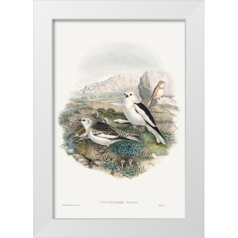 The birds of Great Britain-Plestrophanes Nivalis White Modern Wood Framed Art Print by Gould, John