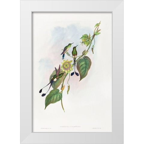 Spathura underwoodi-White-footed Racket-Tail White Modern Wood Framed Art Print by Gould, John