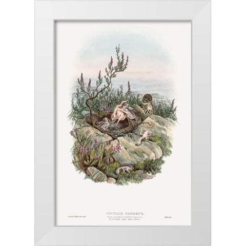 The birds of Great Britain-Cuculus Canorus White Modern Wood Framed Art Print by Gould, John
