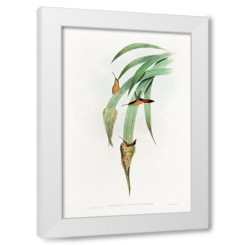 Phaethornis Griseogularis White Modern Wood Framed Art Print by Gould, John