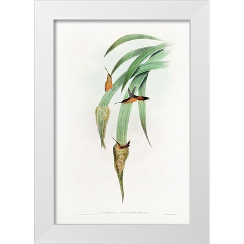 Phaethornis Griseogularis White Modern Wood Framed Art Print by Gould, John