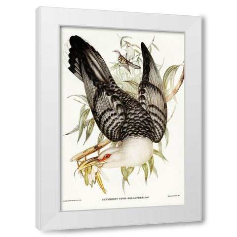 Channel Bill Cuckoo-Scythrops Novae-Hollandiae White Modern Wood Framed Art Print by Gould, John